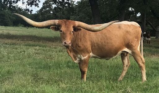 County Clerk Marks and Brands Page Longhorn Image