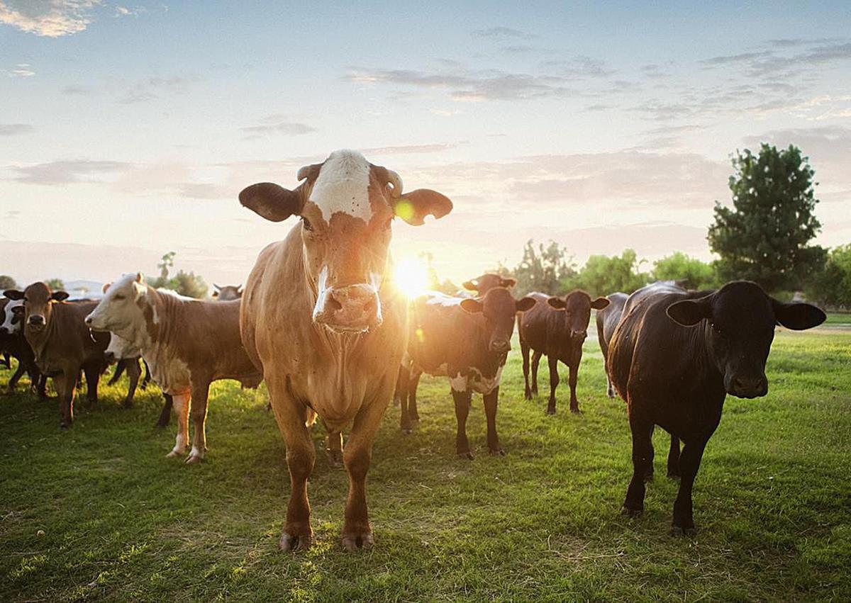 County Clerk Marks and Brands page Cow Ear Notched